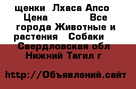 щенки  Лхаса Апсо › Цена ­ 20 000 - Все города Животные и растения » Собаки   . Свердловская обл.,Нижний Тагил г.